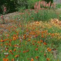Hieracium aurantiacum